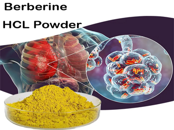 When Should I Take Berberine HCL